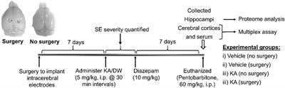 The Impacts of Surgery and Intracerebral Electrodes in C57BL/6J Mouse Kainate Model of Epileptogenesis: Seizure Threshold, Proteomics, and Cytokine Profiles